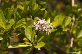 Image result for Ehretia rigida