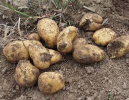 Wann kartoffeln gesetzt werden sollten hängt von verschiedenen faktoren ab. Erste Fruhkartoffeln Werden Gepflanzt Proplanta De