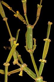 Image result for Viscum combreticola