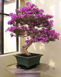Scarlet Begonias In Bonsai Bougainvillea Bonsai Plants Bonsai Art