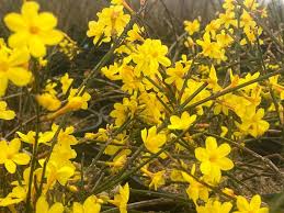 Image result for Jasminum nudiflorum