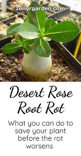 It is possible to save a rotting cactus as long as the damage isn't severe, be sure to take action as soon as you notice any signs if you realize that your cactus plant is starting to turn brown and mushy at the top, then it could be a sign of tip rot, also. Desert Rose Root Rot How To Fix It Yourself Rooting Roses Desert Rose Care Desert Rose