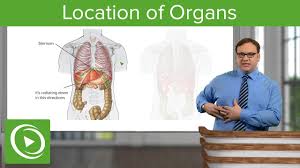 How are we different from the other great apes? Location Of Organs Anatomy Lecturio Youtube