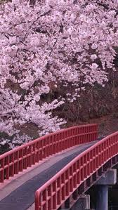 190 sakura hd wallpapers and background images. Sakura Wallpaper Ixpap
