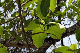 Image result for Hymenodictyon