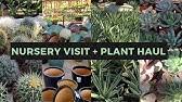 Ric rac cactus unhealthy stem growth. Treasures In A Greenhouse Rojas Succulents And Cactus Nursery Part 1 Plant Shopping Youtube