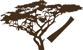 Akazienbaum dominikanische republik stock photo 144489671 alamy. Dekortattoo De Wandtattoos Wandspruche Wanddeko Wandtattoo Afrikanischer Akazien Baum