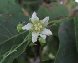 Image result for Coccinia subsessiliflora
