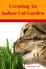 Maybe you would like to learn more about one of these? Indoor Cat Garden Creating A Space Your Cat Will Love