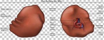 Spleen Human Anatomy Human Body Abdomen Png Clipart Abdomen Anatomy Arm Artery Chest Free Png Download