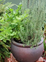 Image result for rosemary container