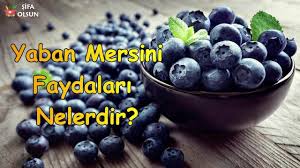 Yaban Mersini Faydalari Nelerdir Yaban Mersini Berry Gida