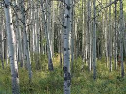 White Birch Trees For Sale Near Me White Birch Tree Forest Jasper Alberta Canada White Birch Trees Tree Forest Tree