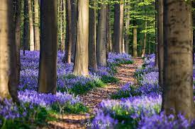 HD spring forest trees wallpapers | Peakpx
