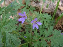 Image result for Geranium aculeolatum