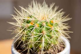 An available space with windows that receive excellent, even harsh direct sunlight from outdoors is ideal. How To Grow And Care For Golden Barrel Cactus