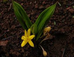 Image result for Curculigo pilosa