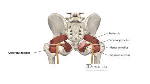 Click on the name of the muscle, or the image, to see weight training exercises. Muscles Advanced Anatomy 2nd Ed