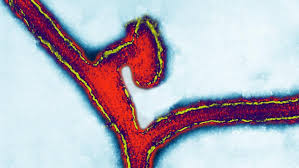 Marburgvirus, genus of viruses in family filoviridae, known for causing severe disease in humans and other primates.one species has been described, marburg marburgvirus (formerly lake victoria marburgvirus), which is represented by two viruses, ravn virus (ravv) and marburg virus (marv). Fe53oly4nzqhqm