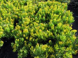 Image result for Senecio barbertonicus