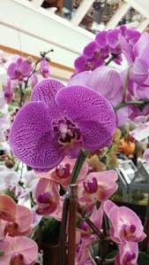 How are the working hours at stater bros markets inc.? 8 Entertaining Ideas In 2021 Local Groceries Grocery Store Entertaining