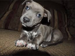 Maybe you would like to learn more about one of these? Chihuahua Pitbull Mix Black And White Pets Lovers