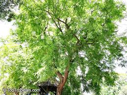 … once again researched for you by peter green, four seasons tree care's tree health manager. Tipuana Tipu Tipuana Speciosa Machaerium Tipu Machaerium Fertile Yellow Jacaranda Rosewood Tipu Tree Pride Of Bolivia Racehorse Tree Yellow Jacaranda Mtipia Toptropicals Com