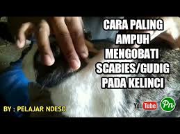 Cara Mengobati Scabies Pada Kelinci Youtube