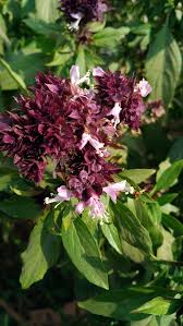 Image result for Stolzia compacta