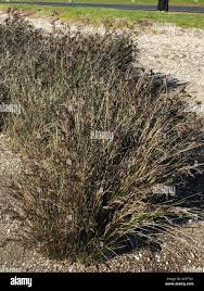 Image result for Juncus kraussii