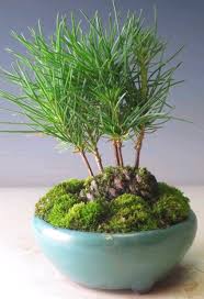 Maybe you would like to learn more about one of these? Dishfunctional Designs Diy Pine Cone Bonsai How To Make A Pine Cone Bonsai