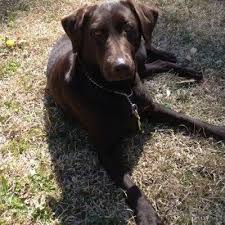 Maybe you would like to learn more about one of these? Labrador Retriever Dog Breed Information And Pictures
