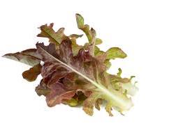 Image of Red Oak Lettuce