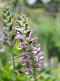 Image result for Plectranthus fruticosus