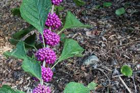 Read reviews for white flower & purple berry bush by ashland®. Stem From An American Beauty Berry Bush With Purple Berries And Stock Photo Picture And Royalty Free Image Image 87167248