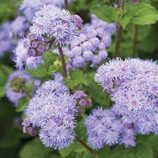 Tall Blue Planet F1 Ageratum Seed Johnny S Selected Seeds