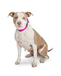The stage of heat, also called estrus or season, has distinct physical and behavioral signs. Everything You Need To Know About Pregnant Pit Bulls Simply For Dogs