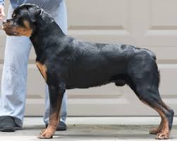 Image result for Rotala gossweileri