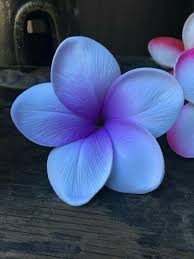 Feel free to purchase our items with maximum discount possible. Plumeria Or Flangipani Plumeria Flowers Pretty Flowers Amazing Flowers