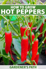 Then, place your seedlings under a plant grow light to. How To Plant And Grow Hot Peppers Gardener S Path