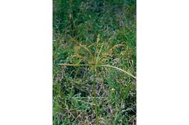 Image result for Cyperus esculentus