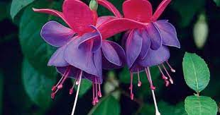 Fuchsias One Decorative Inedible Well The Berries Are Apparently Edible But Rather Tasteless Plant Where I May Fuchsia Flower Fuchsia Flowers Plants