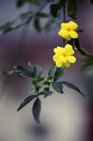 迎春花jasminum nudiflorum flowers photography wallpaper beautiful flowers amazing flowers