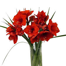 Our selection of arrangements is carefully crafted by professional florists. Traditional Winter Holiday Flowers Amaryllis Blog Free Flower Delivery Across The Uk From Clare Florist