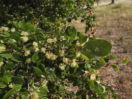 Image result for Pithecellobium