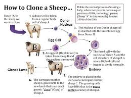 Animal cells are of various sizes and have irregular shapes. Ap Biology Discussion Notes Thursday 2 25 2016 Goals For Today Be Able To Use Our Biology Knowledge To Think About And Make Important Decisions Be Ppt Download