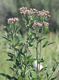 Image result for Pluchea