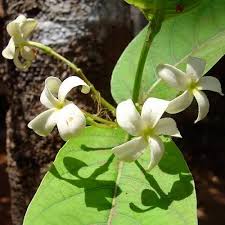 Image result for Holarrhena