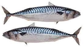 Skuša