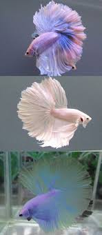 8 Pastel Betta Fish Lookin Their Sunday Best For Easter Pet Fish Beautiful Fish Pretty Fish